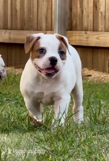 F2 – American Bulldog puppy for sale in Tulsa, OK