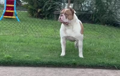 Lawless , a male American Bulldog for sale in Tulsa, OK – 4 of 5