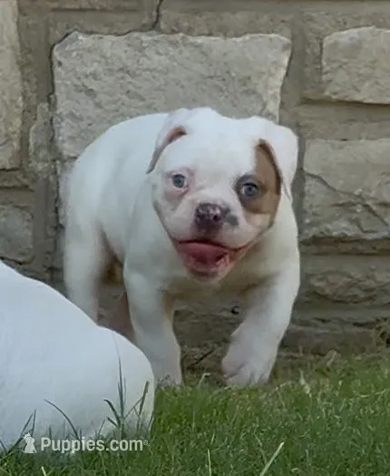 M1 – American Bulldog puppy for sale in Tulsa, OK