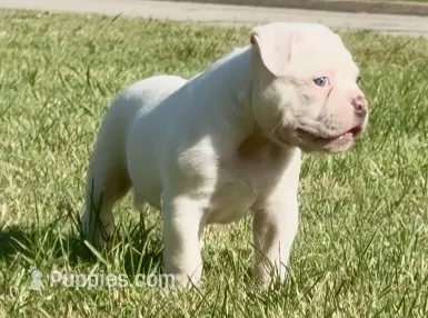 M1 – American Bulldog puppy for sale in Tulsa, OK