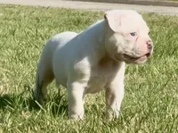 M1, a male American Bulldog for sale in Tulsa, OK – 1 of 7