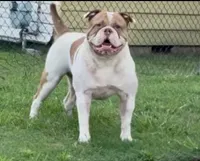 Lawless , a male American Bulldog for sale in Tulsa, OK – 2 of 7