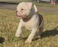 M2, a male American Bulldog for sale in Tulsa, OK – 2 of 7