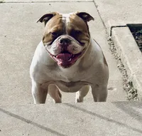 Lawless , a male American Bulldog for sale in Tulsa, OK – 5 of 5