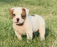F2, a female American Bulldog for sale in Tulsa, OK – 4 of 4