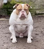 Lawless , a male American Bulldog for sale in Tulsa, OK – 3 of 5