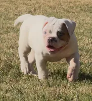 M1, a male American Bulldog for sale in Tulsa, OK – 7 of 8
