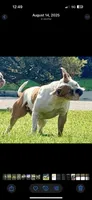 Serenity, a female American Bulldog for sale in Tulsa, OK – 3 of 3