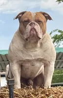 Lawless , a male American Bulldog for sale in Tulsa, OK – 7 of 7