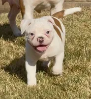 M2, a male American Bulldog for sale in Tulsa, OK – 4 of 7