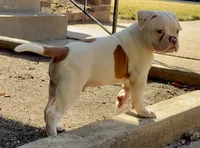 M2, a male American Bulldog for sale in Tulsa, OK – 3 of 7