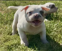 M1, a male American Bulldog for sale in Tulsa, OK – 6 of 7