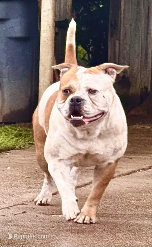 Serenity – American Bulldog puppy for sale in Tulsa, OK
