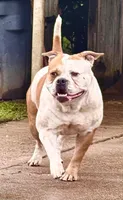 Serenity, a female American Bulldog for sale in Tulsa, OK – 1 of 3