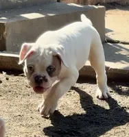 M1, a male American Bulldog for sale in Tulsa, OK – 2 of 8