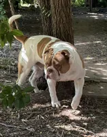 Lawless , a male American Bulldog for sale in Tulsa, OK – 3 of 7