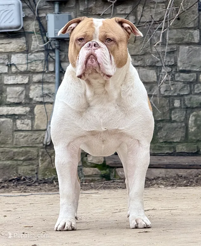 Lawless  – American Bulldog puppy for sale in Tulsa, OK