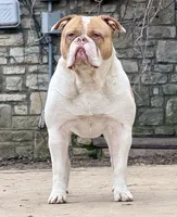 Lawless , a male American Bulldog for sale in Tulsa, OK – 1 of 5