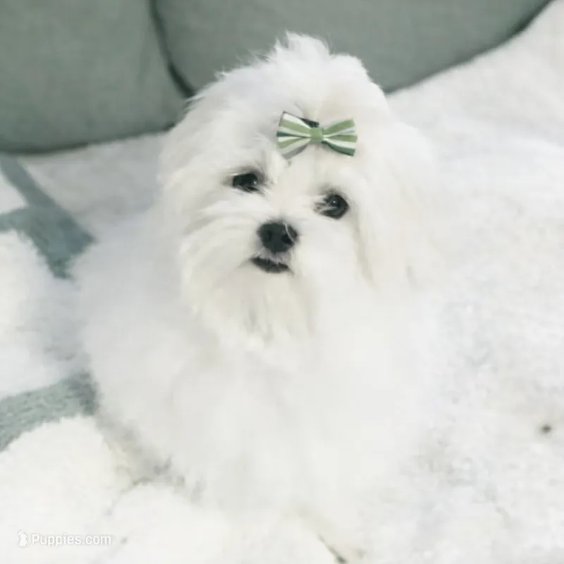 Gabriel – Maltese puppy for sale in Fort Worth, TX