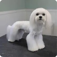 Gabriel, a male Maltese for sale in Fort Worth, TX – 3 of 3
