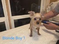 Blond Boy, a male Yorkshire Terrier for sale in San Marcos, TX – Photo 2 of 6