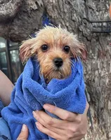 Blond Boy, a male Yorkshire Terrier for sale in San Marcos, TX – Photo 4 of 6