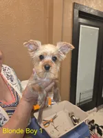 Blond Boy, a male Yorkshire Terrier for sale in San Marcos, TX – Photo 3 of 6