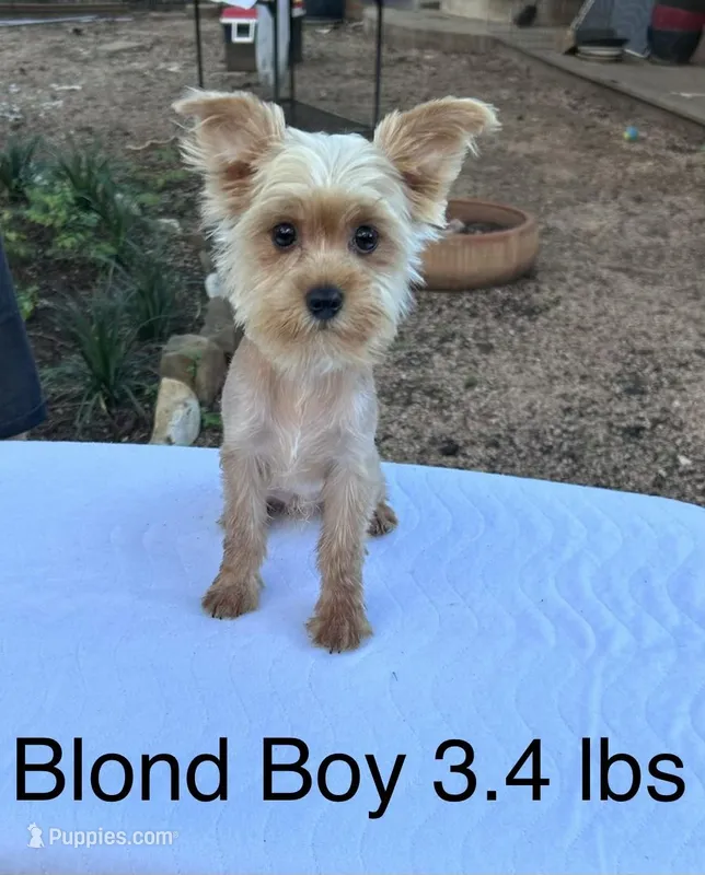 Blond Boy – Yorkshire Terrier puppy for sale in San Marcos, TX