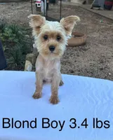 Blond Boy, a male Yorkshire Terrier for sale in San Marcos, TX – Photo 1 of 6