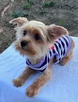 Blond Boy, a male Yorkshire Terrier for sale in San Marcos, TX – Photo 5 of 6