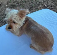 Blond Boy, a male Yorkshire Terrier for sale in San Marcos, TX – Photo 6 of 6