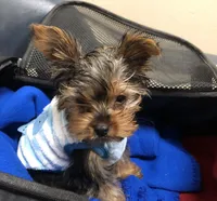 Baby Boy 2, a male Yorkshire Terrier for sale in San Marcos, TX – Photo 4 of 8