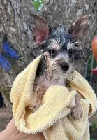 Baby Boy 2, a male Yorkshire Terrier for sale in San Marcos, TX – Photo 6 of 8