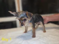 Baby Boy 2, a male Yorkshire Terrier for sale in San Marcos, TX – Photo 3 of 8