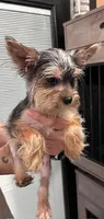 Baby Boy 2, a male Yorkshire Terrier for sale in San Marcos, TX – Photo 7 of 8