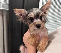 Baby Boy 2, a male Yorkshire Terrier for sale in San Marcos, TX – Photo 5 of 8