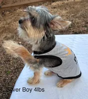 Baby Boy 2, a male Yorkshire Terrier for sale in San Marcos, TX – Photo 8 of 8
