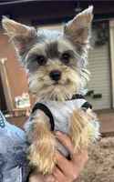 Baby Boy 2, a male Yorkshire Terrier for sale in San Marcos, TX – Photo 1 of 8