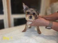 Baby Boy 2, a male Yorkshire Terrier for sale in San Marcos, TX – Photo 2 of 8