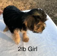 Baby Girl, a female Yorkshire Terrier for sale in San Marcos, TX – Photo 4 of 5