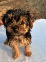 Baby Girl, a female Yorkshire Terrier for sale in San Marcos, TX – Photo 1 of 5