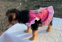 Baby Girl, a female Yorkshire Terrier for sale in San Marcos, TX – Photo 2 of 5