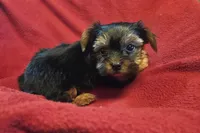 Baby Girl, a female Yorkshire Terrier for sale in San Marcos, TX – Photo 3 of 5