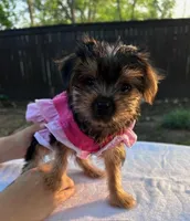 Baby Girl, a female Yorkshire Terrier for sale in San Marcos, TX – Photo 5 of 5