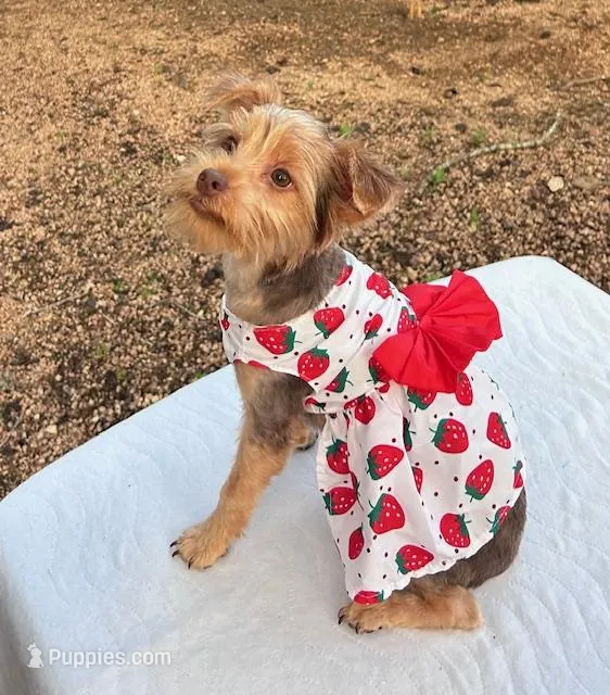 Honey Girl – Yorkshire Terrier puppy for sale in San Marcos, TX
