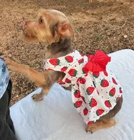 Honey Girl, a female Yorkshire Terrier for sale in San Marcos, TX – Photo 6 of 6