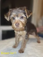 Honey Girl, a female Yorkshire Terrier for sale in San Marcos, TX – Photo 4 of 6