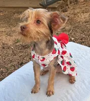 Honey Girl, a female Yorkshire Terrier for sale in San Marcos, TX – Photo 5 of 6