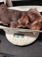 Honey Girl, a female Yorkshire Terrier for sale in San Marcos, TX – Photo 2 of 6