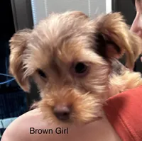 Honey Girl, a female Yorkshire Terrier for sale in San Marcos, TX – Photo 3 of 6